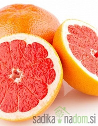 Grejpfrut Star Ruby
