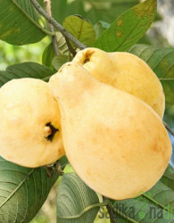Guava Žuta