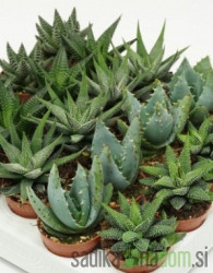 Havorcija (Haworthia) MIX