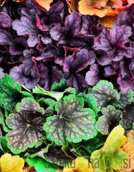 Hajhera (Heuchera)