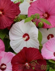 Hibiskus Luna (Hibiscus moscheutos)