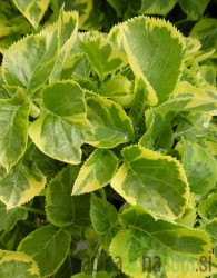 Hortenzija penjačica  Mirranda (Hydrangea anomala)
