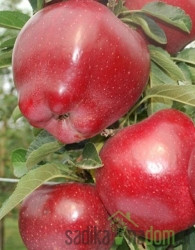 Jabuka Top Red - po našem mišljenju jedna od najboljih