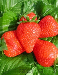 Jagoda jednorodna Clery - JEDNORODNA