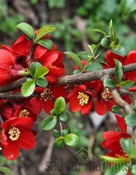 Japanska dunja Superba Crimson and Gold