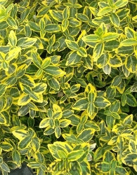 Japanska kurika Marieke (Euonymus Japonicus)