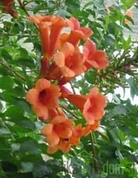 Tekoma Guilfoylei (Campsis tagliabuana)
