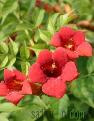 Jasminova truba Flamenco