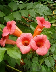 Jasminova truba Gabor (Campsis Radicans) 