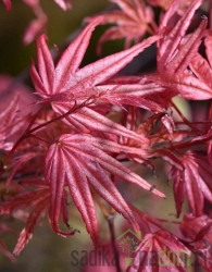 Dlanolisni javor Beni Maiko (Acer Palmatum)