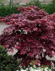 Javor dlanolisni Bloodgood (Acer Palmatum)