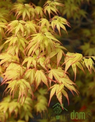 Dlanolisni javor Katsura (Acer Palmatum)