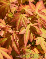 Javor dlanolisni Orange Dream (Acer Palmatum)