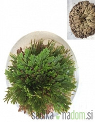 Jerihonska ruža (Selaginella lepidophylla)