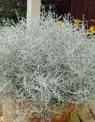Kalocefalus (Calocephalus sp.)
