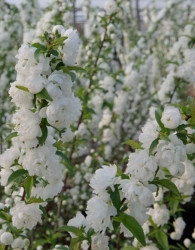 Ukrasna kineska trešnja Alba Plena (Prunus Glandulosa)