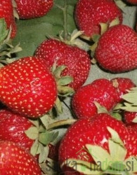 Jagoda višerodna Murano - OPĆENITO OTPORNA