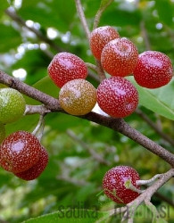 Amoroso - Elaeagnus Umbellata
