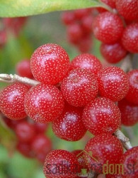 Sweet'n'Sour - Elaeagnus Umbellata