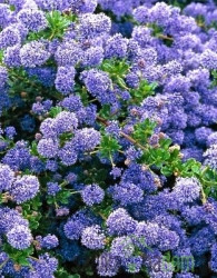 Kalifornijski jorgovan (Ceanothus)
