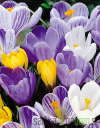 Šafran / Crocus mješavina boja - mnogocvijetni