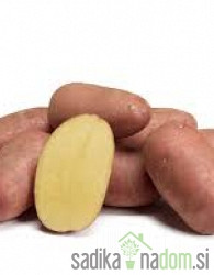 Sjemenski krumpir Alouette