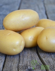 Sjemenski krumpir Queen Anne