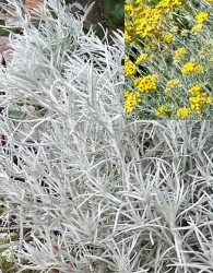 Smilje (Helichrysum italicum) / Curry