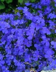 Lobelija (Lobelia sp.)