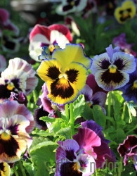 Maćuhica (Viola tricolor hortensis)