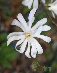 Magnolija Stellata (Magnolia)