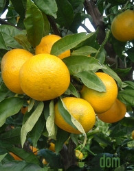 Mandarina Chahara