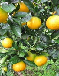 Mandarina Kawano Wase