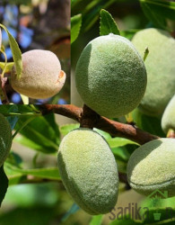 Badem Avijor (prunus dulcis)