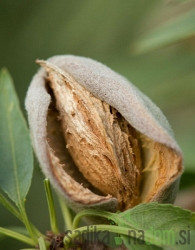 Badem Budateteny Botermo 