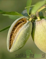 Badem Tuono - OTPORAN NA MRAZ DO -17