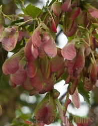 Tatarski javor Acer Tataricum
