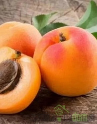 Marelica Debeli Flokar - VRLO DEBELA autohtona