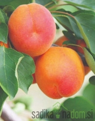 Marelica Stark Early Orange