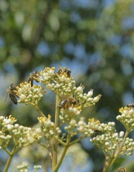 Evodija (Tetradium danielli)