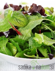 Sjeme Mješavina povrća za mlade listove Baby Leaf 
