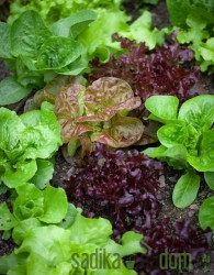 Sjeme Salata mješavina zimskih salata