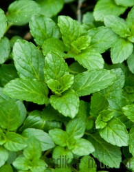 Aromatično bilje Metvica švicarska