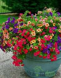 Milijun zvončića (Calibrachoa Millionbells)