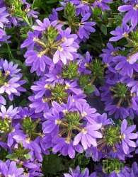 Scaevola saligna