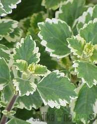 Tamjan (Plectranthus sp.)