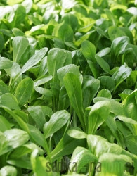 Sjeme Matovilac Pomladin