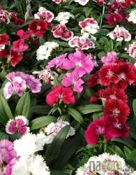 Karanfil (Dianthus sp.)