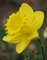 Narcis Carlton