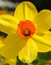 Narcis Red Devon